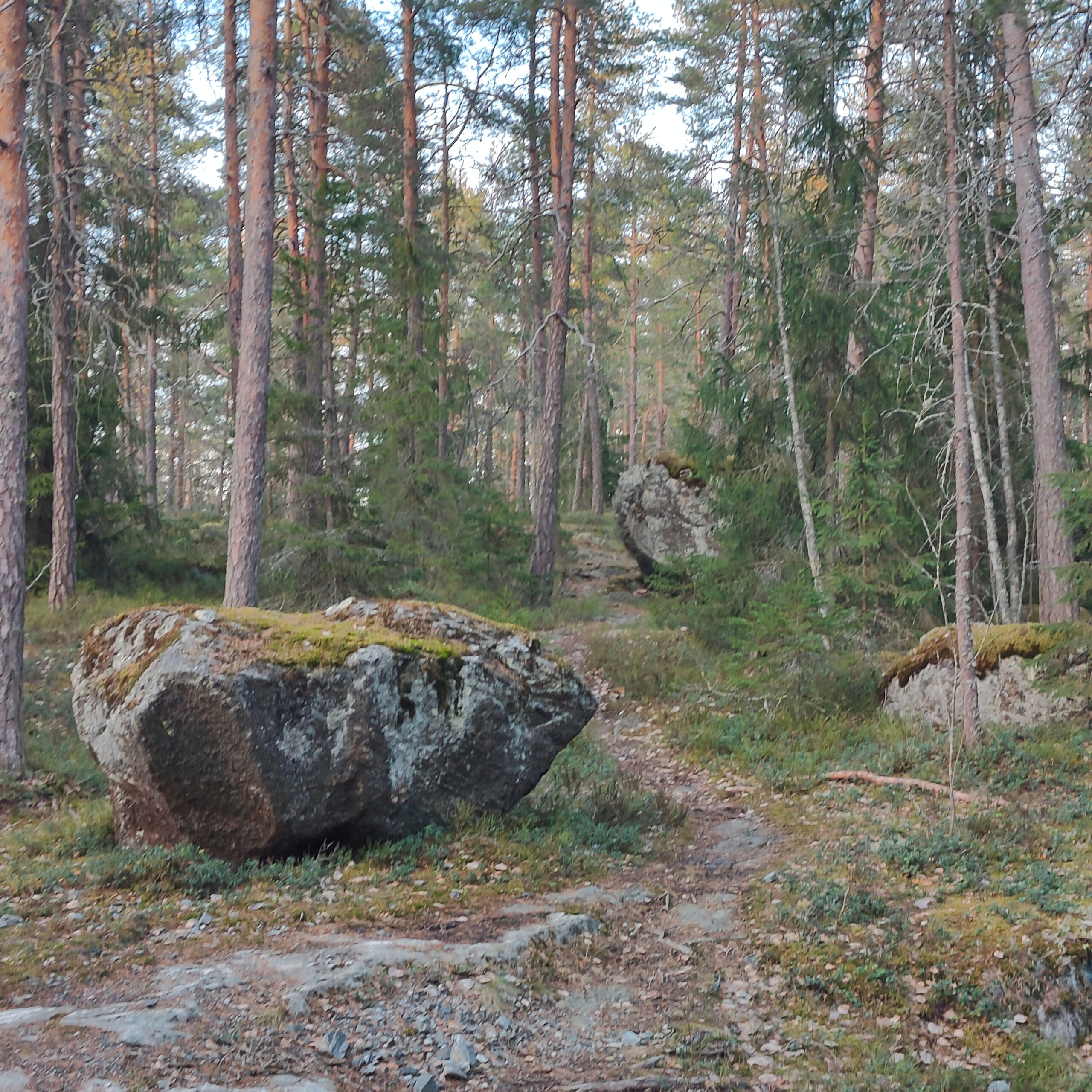 Onko Kauppi-Niihama vaarassa?